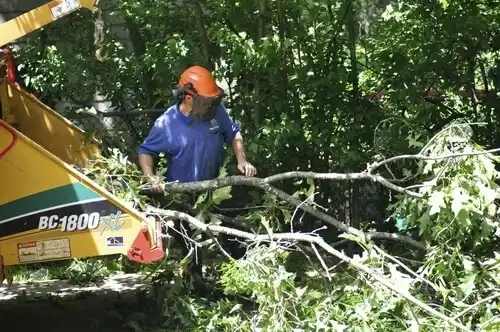 tree services Sylvan Lake